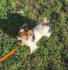 Pomeranian / Papillon Female Puppies - Photo 3