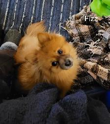 Pomeranian / Papillon Female Puppies - Photo 4