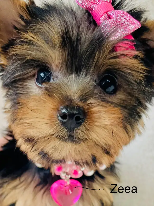 Purebred Yorkshire Terrier Puppies