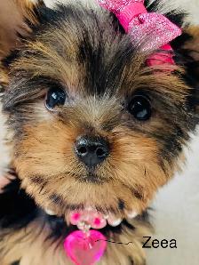 Purebred Yorkshire Terrier Puppies