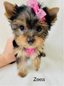 Purebred Yorkshire Terrier Puppies - Photo 2