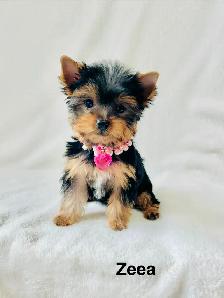 Purebred Yorkshire Terrier Puppies - Photo 3