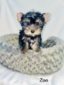 Purebred Yorkshire Terrier Puppies - Photo 4