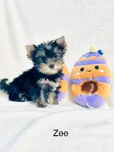 Purebred Yorkshire Terrier Puppies - Photo 5