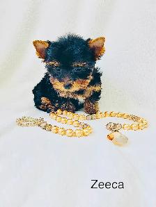Purebred Yorkshire Terrier Puppies - Photo 6