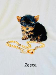 Purebred Yorkshire Terrier Puppies - Photo 7