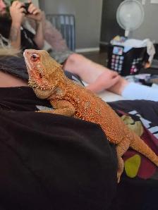 LOST Bearded Dragon