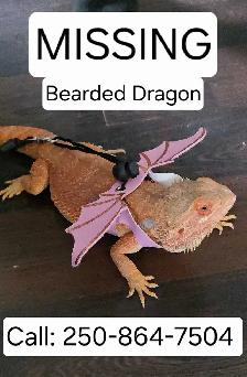 LOST Bearded Dragon - Photo 3