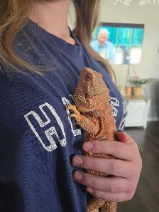 LOST Bearded Dragon - Photo 4