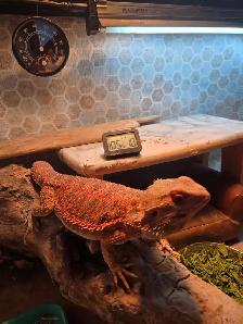 LOST Bearded Dragon - Photo 5
