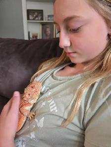 LOST Bearded Dragon - Photo 6