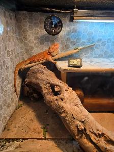 LOST Bearded Dragon - Photo 7