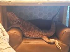 LOST Bearded Dragon - Photo 8