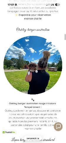 Berger australien prêt à quitter - Photo 3