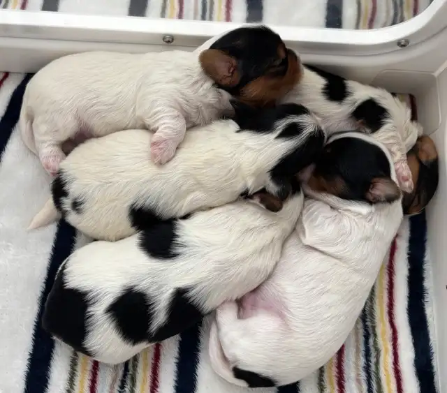 Biewer Terrier Puppies