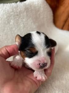 Biewer Terrier Puppies - Photo 2