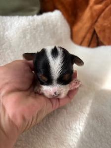 Biewer Terrier Puppies - Photo 3