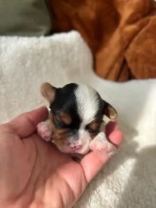 Biewer Terrier Puppies - Photo 4