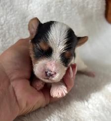 Biewer Terrier Puppies - Photo 5
