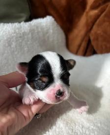 Biewer Terrier Puppies - Photo 6