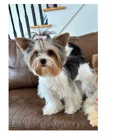 Biewer Terrier Puppies - Photo 7