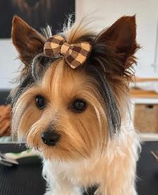 Biewer Terrier Puppies - Photo 8