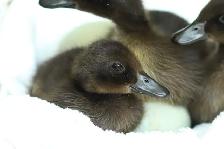 Cayuga Ducklings