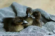 Cayuga Ducklings - Photo 2