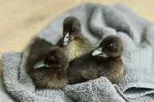 Cayuga Ducklings - Photo 3