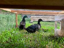 Cayuga Ducklings - Photo 4