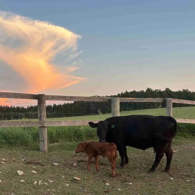Angus Cow-Calf Pair For Sale