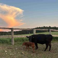 Angus Cow-Calf Pair For Sale