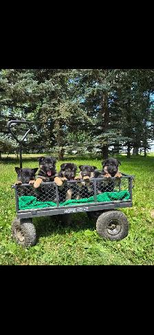 german shepherd puppies