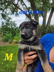 german shepherd puppies - Photo 2