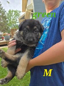 german shepherd puppies - Photo 3