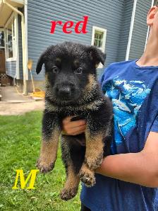 german shepherd puppies - Photo 4