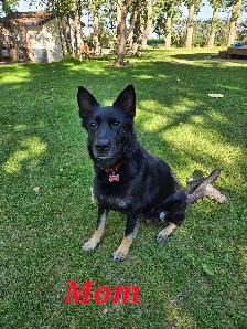 german shepherd puppies - Photo 5