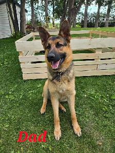 german shepherd puppies - Photo 6
