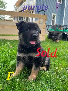 german shepherd puppies - Photo 7