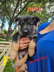 german shepherd puppies - Photo 8