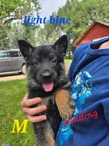 german shepherd puppies - Photo 9