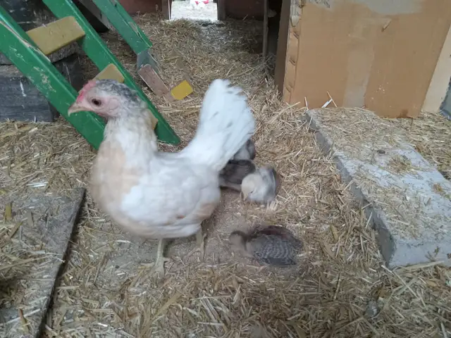 OEG Bantam hen with 6 chicks
