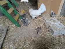 OEG Bantam hen with 6 chicks - Photo 2