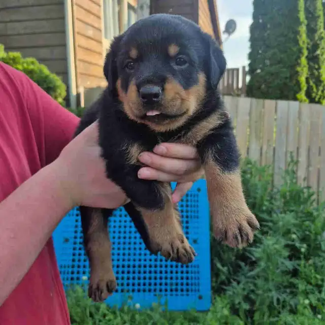 Rottweiler Puppies – Ready