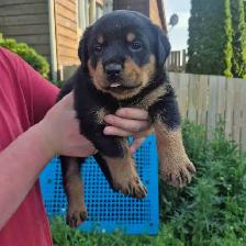 Rottweiler Puppies – Ready