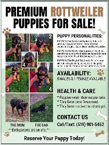 Rottweiler Puppies – Ready - Photo 2