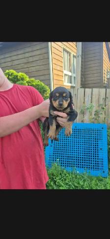 Rottweiler Puppies – Ready - Photo 3