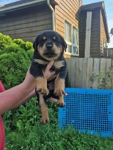 Rottweiler Puppies – Ready - Photo 4