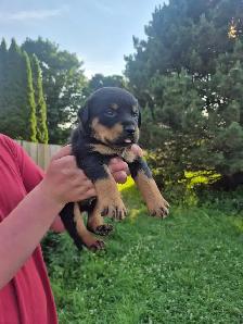 Rottweiler Puppies – Ready - Photo 5