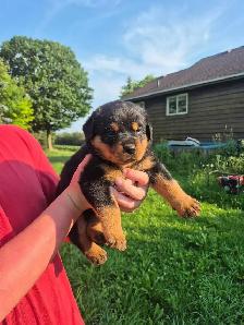 Rottweiler Puppies – Ready - Photo 6